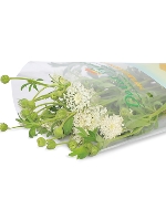 Thúy châu trắng (5-7 cành)