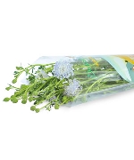 Thúy châu tím (5-7 cành)