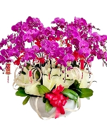 Chậu hồ điệp tím 20 cành