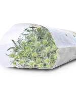 Nhím biển nhỏ (450-500gr)