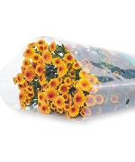 Cúc calimero vàng nhụy nâu (10 cành)