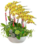 Hồ điệp vàng đón Tết