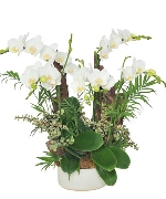 Hồ điệp mini 06