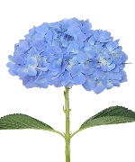 Cẩm tú cầu xanh dương NK (cành)