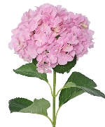 Tú cầu hồng NK (cành)