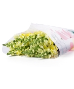 Mõm sói vàng (10 cành - Loại A)