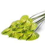 Hồng Môn xanh (10 cành - Loại A)