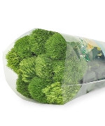 Green wicky (10 cành)