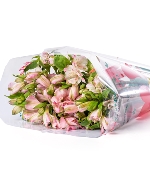 Thủy tiên hồng (10 cành)