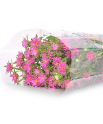 Cúc nhật nhí hồng (450g)