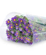 Cúc nhật nhí tím (450gr)