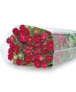 Cúc nhật nhí đỏ (450gr)