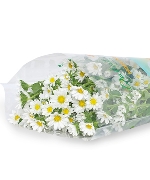 Cúc nhật nhí trắng (450gr)