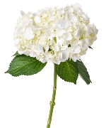 Cẩm tú cầu trắng Đà Lạt (cành)