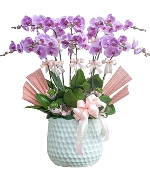 Hồ điệp hồng 10 cành