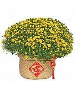 Cúc mâm xôi giỏ đan