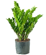 Cây kim tiền (VP)