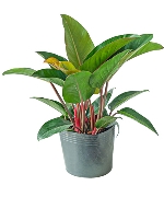 Trầu bà đế vương đỏ (VP)