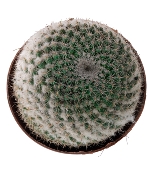 DB xương rồng tú cầu lớn