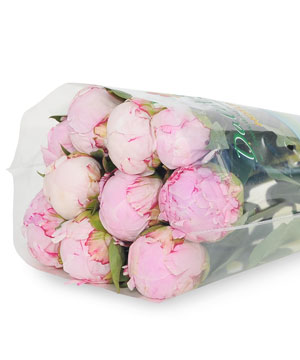 Hoa mẫu đơn Sarah TQ (10 cành)