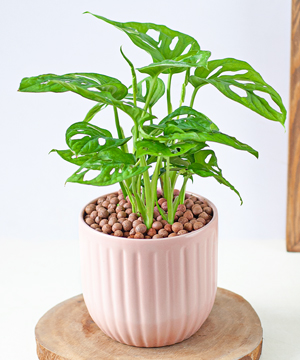 Trầu bà lá lỗ mochi