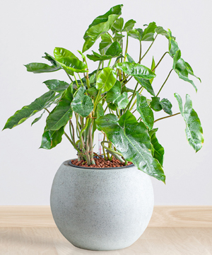 Trầu bà tỷ phú CPS