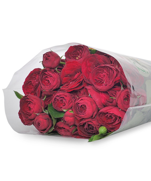 Hồng chùm tròn đỏ Roselle (10 cành)