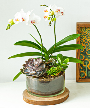 Hồ điệp mini trắng 3