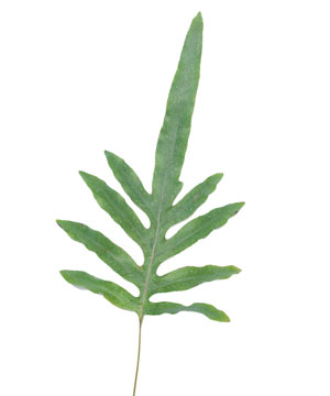 Dương xỉ bạc B (10 cành)