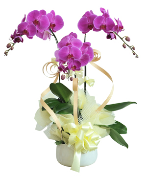 Lan hồ điệp mẫu 16