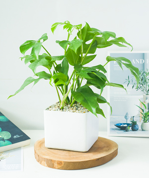 Monstera mini