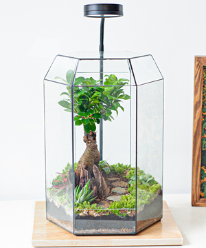 Terrarium bonsai