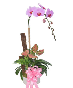 Lan hồ điệp mẫu 18