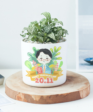 Chậu fittonia xanh 20-11