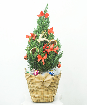 Cây thông size S mẫu 9