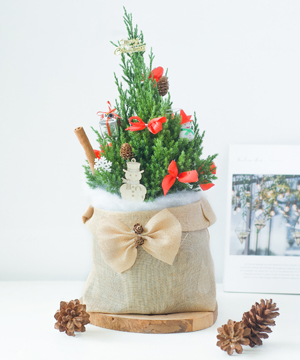 Sơn tùng Noel 40cm mẫu 6