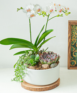 Hồ điệp mini trắng 1