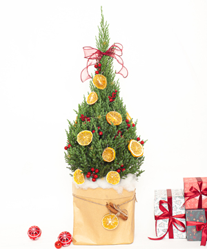 Thông noel 60cm mẫu 15