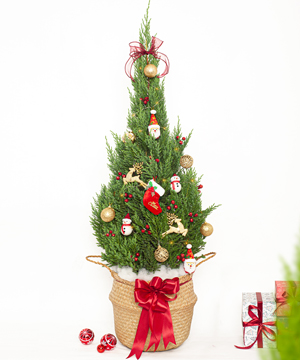 Thông noel L mẫu 7