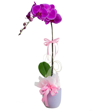Lan hồ điệp 8-3 mẫu 8