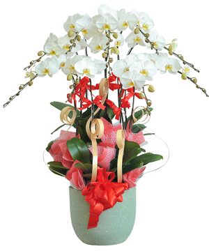 Lan hồ điệp mẫu 3