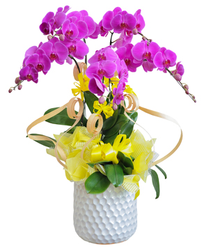 Lan hồ điệp mẫu 1