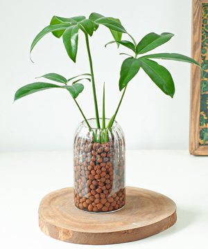 Trầu bà Goeldii TS