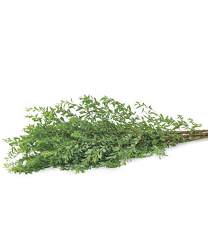 Lá tuyết mai (250-300gr)