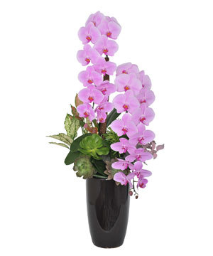 Premium orchid 02