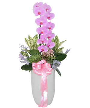 Premium orchid 01