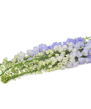 Delphinium xanh (6-8 cành)
