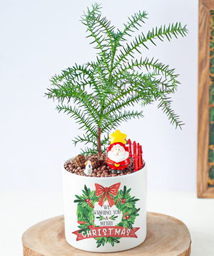 Tùng bách tán giáng sinh