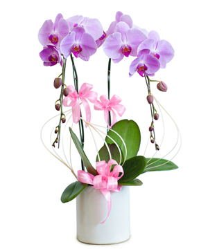 Lan hồ điệp mẫu 12