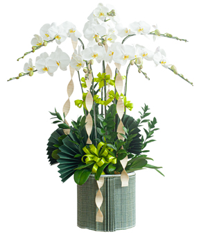 Hồ điệp trắng 8 cành
